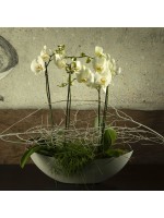 Composition florale orchidées blanches