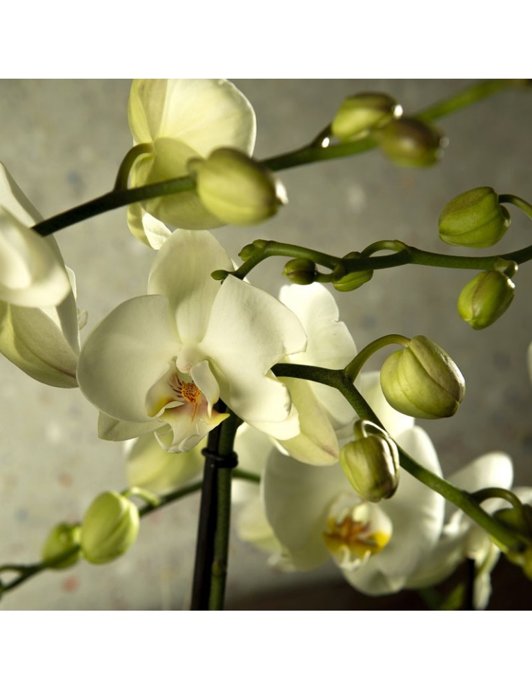 Orchidée phalaenopsis blanche détail