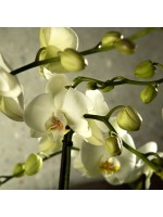 Orchidée phalaenopsis blanche détail