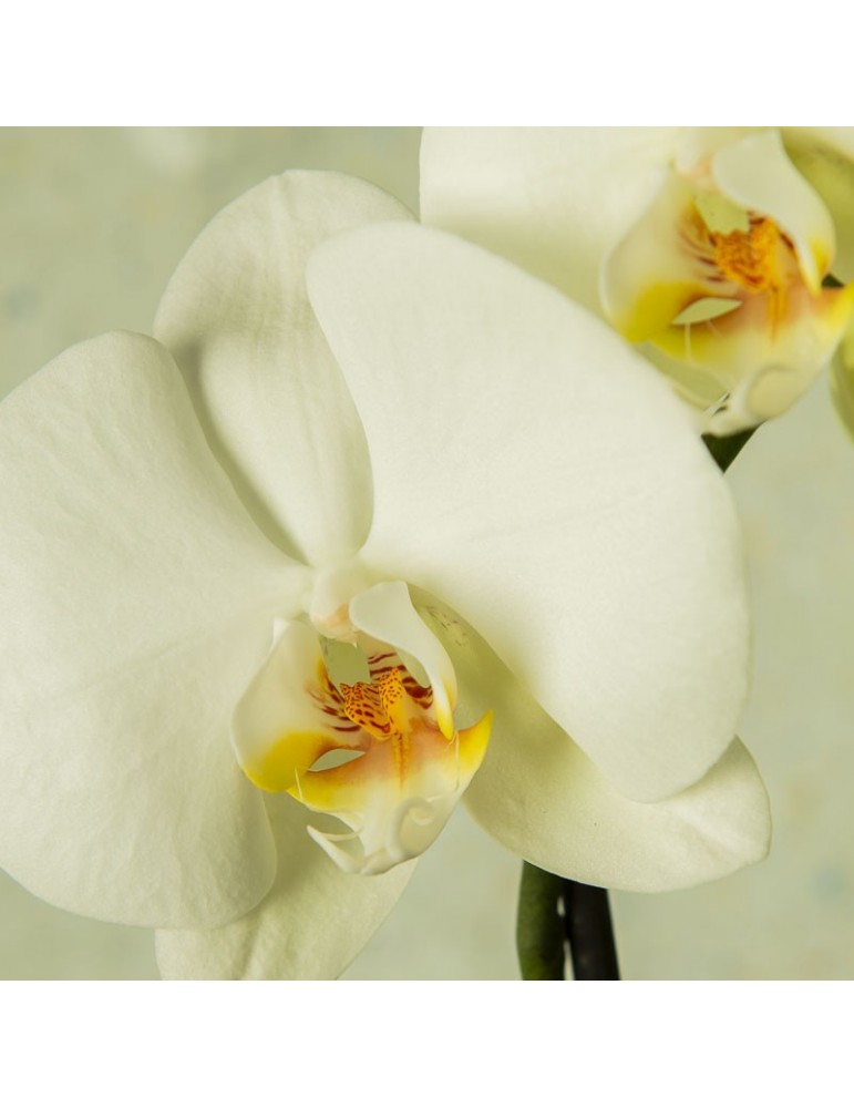 Orchidée blanche fleuron