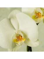 Orchidée blanche fleuron