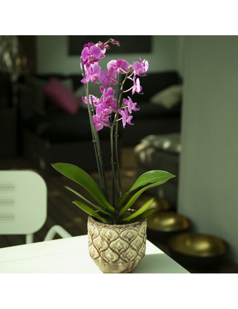Plante fleurie Orchidée Phalaenopsis fushia