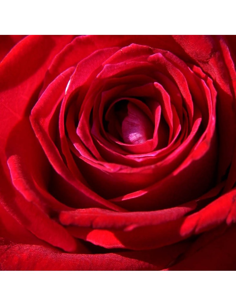 Rose rouge