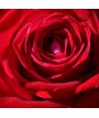 Rose Rouge