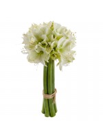 Bouquet amaryllis blancs