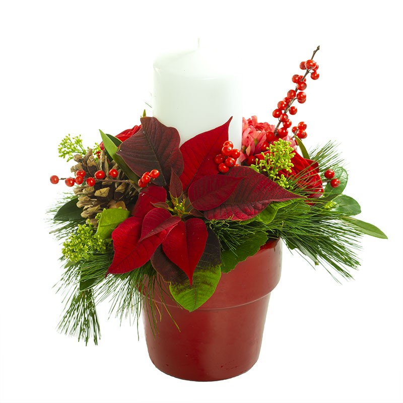 plantation poinsetia et bougie