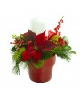 plantation poinsetia et bougie