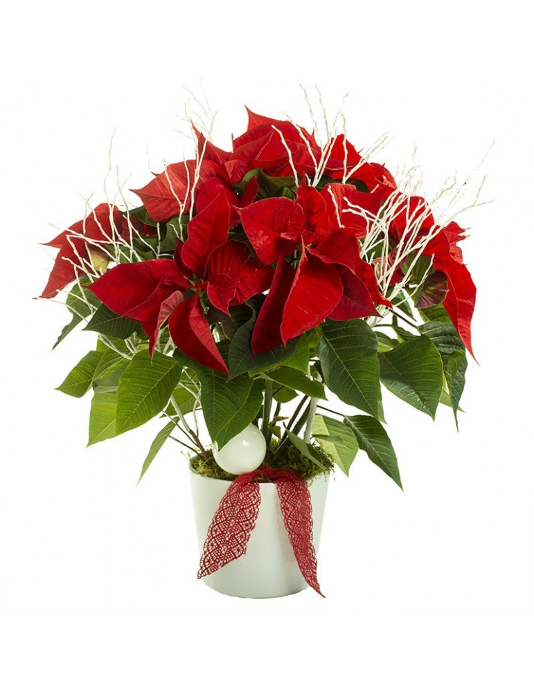 Poinsetia - étoile de Noël Poinsetia - étoile de Noël