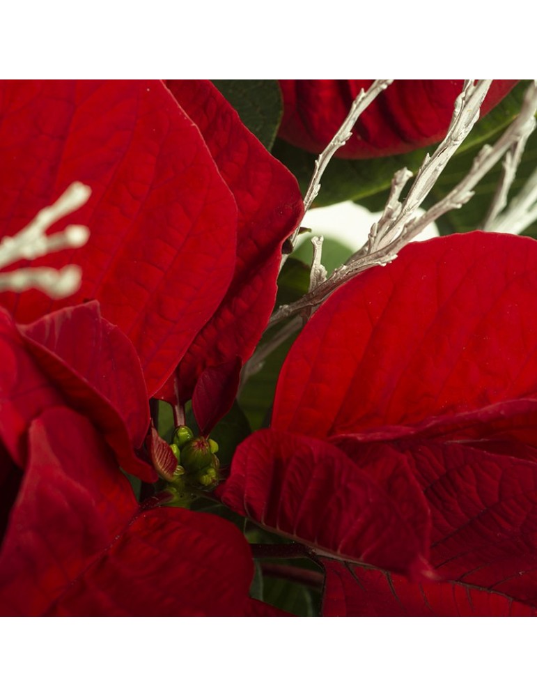 Poinsetia bractée