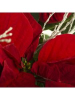 Poinsetia bractée