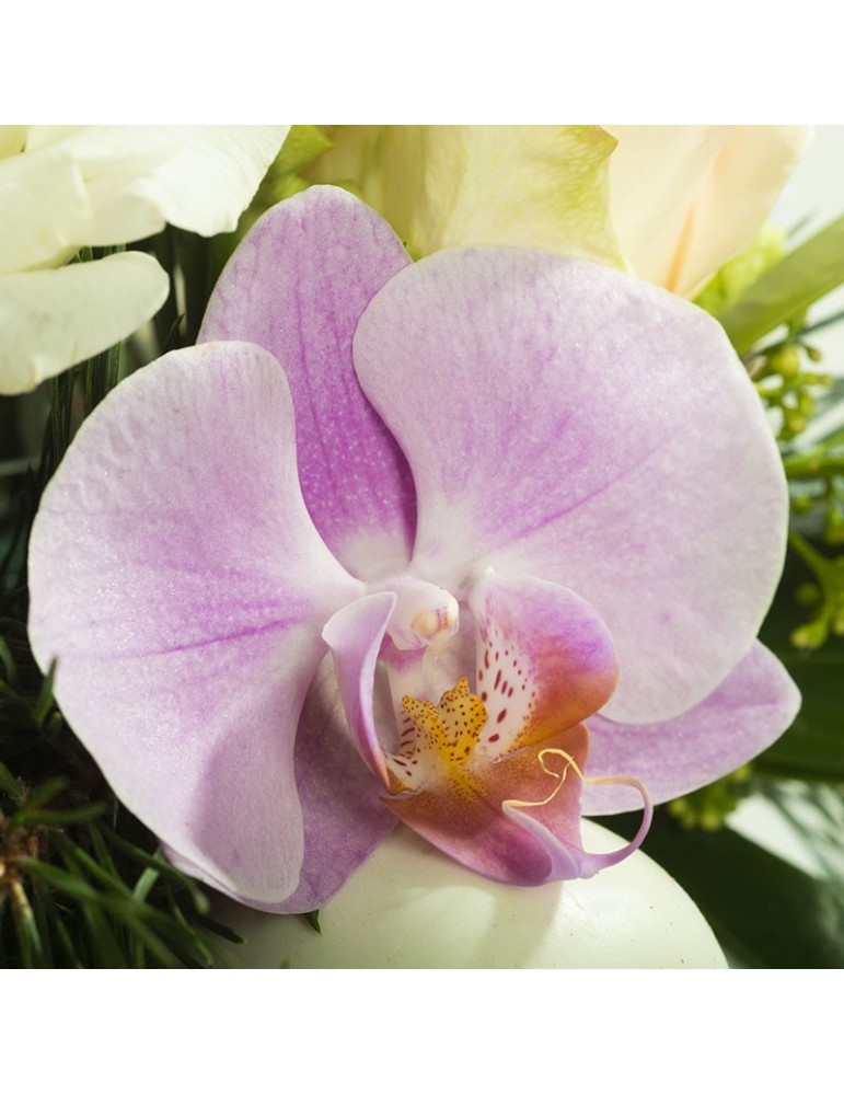 phalaenopsis rose gros plan