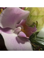 gros plan phalaenopsis rose