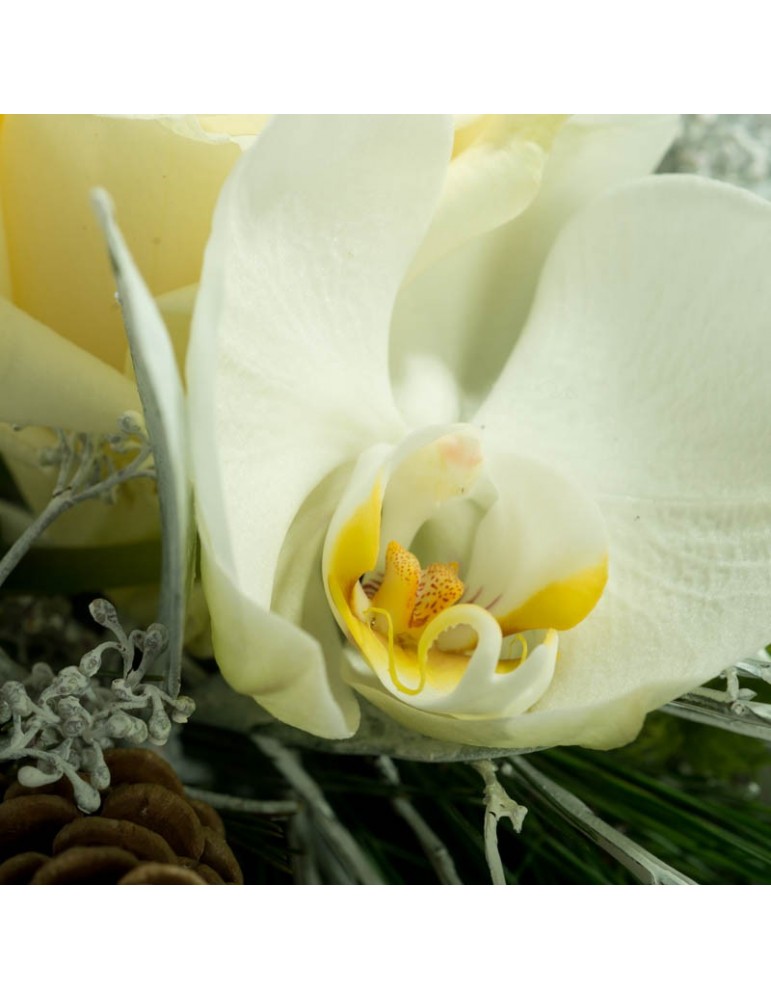 Gros plan orchidée blanche