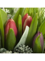 tulipes détail