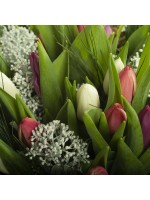 tulipes et skimmia détail
