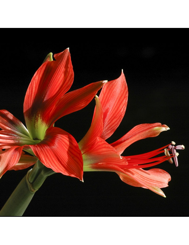 Fleurs d'amaryllis rouges