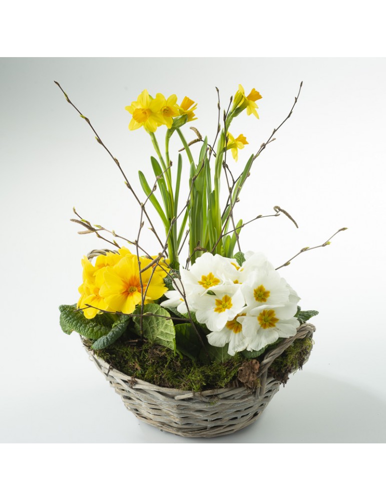Panier planté primevères et jonquilles