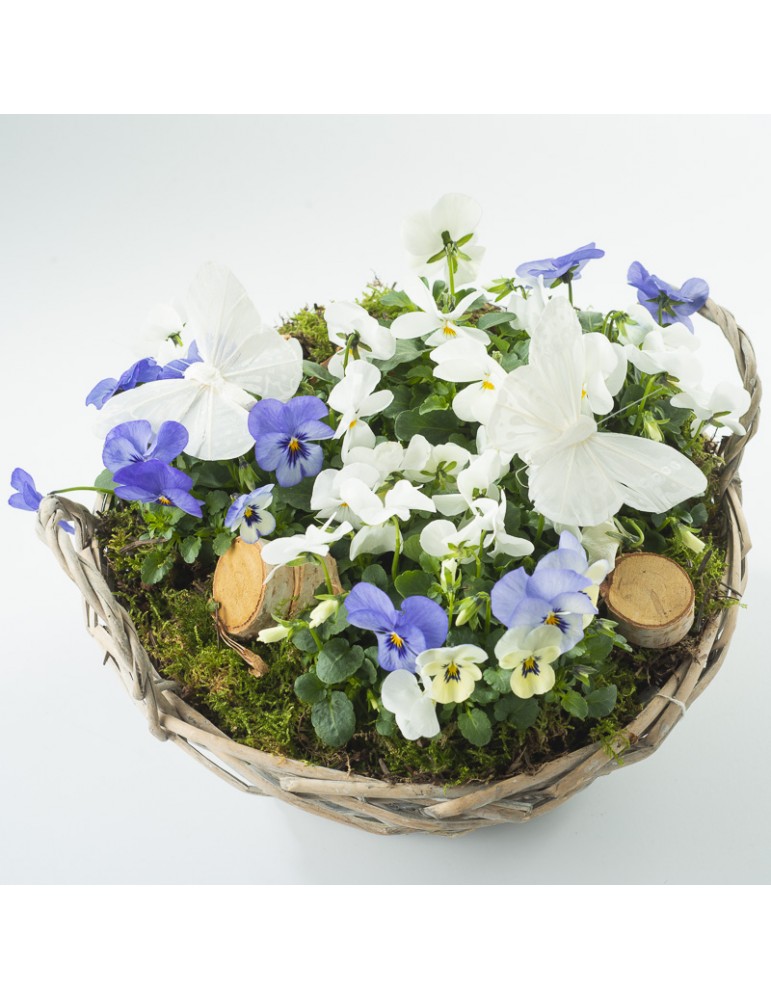 panier en osier planté de pensées blanches et bleues