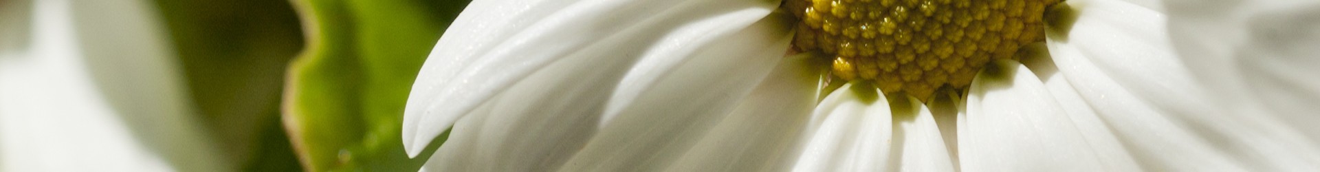 bouquets de fleurs d'été