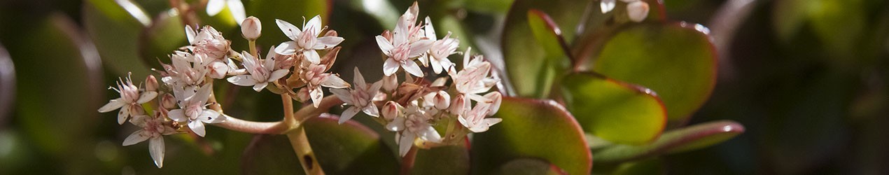 Plantes vertes et plantes fleuries