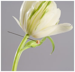 Tulipe percée aiguille