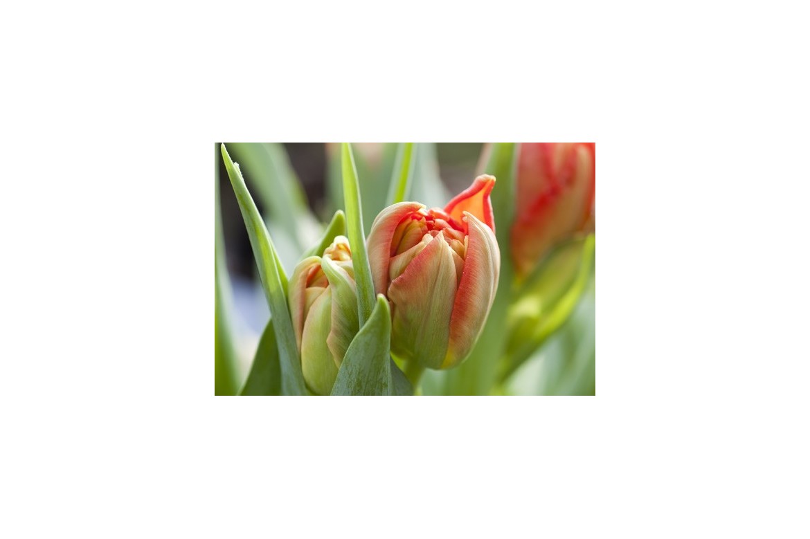 Tulipes - Petites histoires