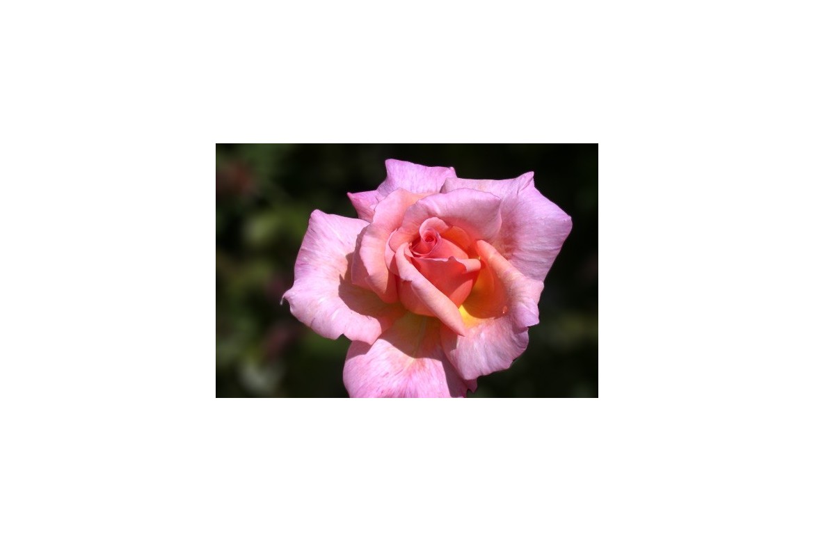 Comment choisir une rose